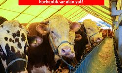 Yüksek enflasyon kurbanlıkları da vurdu: Kurbanlık var alan yok