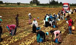 Türkiye’de kaç kişi modern köleliğe maruz kalarak çalışıyor? Ucuz işçilikle ilgili Bakana 7 soru!