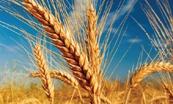 TİGEM 2 bin ton buğdayı satışa çıkarıyor