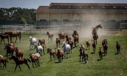 TİGEM'de 'atlar kaçtı' müdür koltuğundan oldu!
