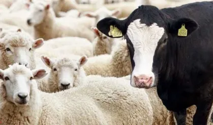 Sığır kulak küpelerinde karekod dönemi başladı