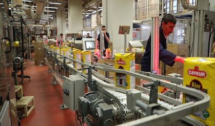 11 bin ÇAYKUR işçisinin özlük hakları iyileştiriliyor