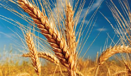 TİGEM 2 bin ton buğdayı satışa çıkarıyor