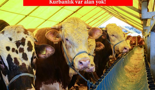 Satılamayan Kurbanı Bakanlık Alacak