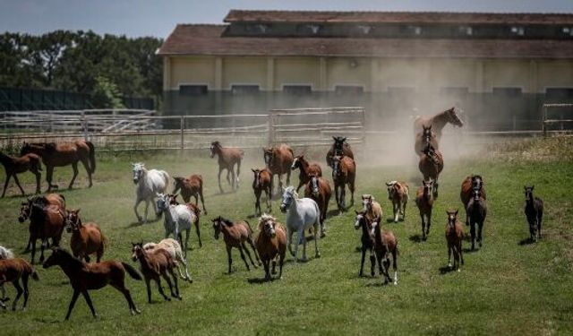 TİGEM'de 'atlar kaçtı' müdür koltuğundan oldu!