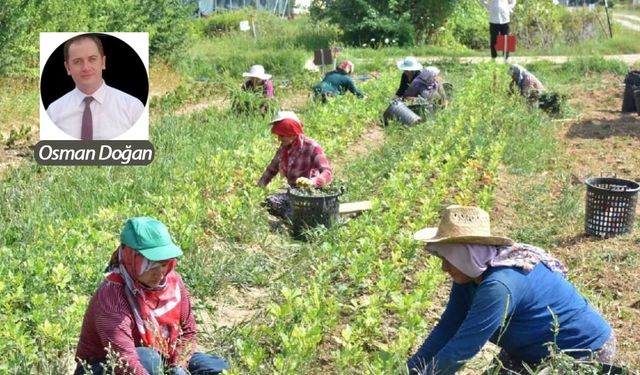Çiftçinin emeğini kim çalıyor?
