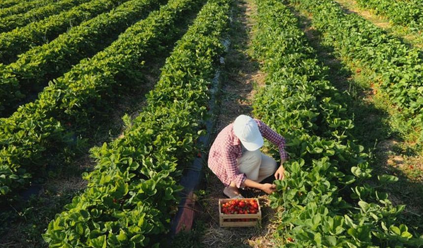 Tarım-Orman İş Sendika: Bakanlık eliyle dolandırılıyoruz