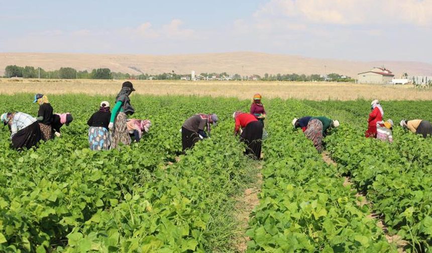 Mevsimlik işçi yıllık izin talebinde bulunabilir mi?