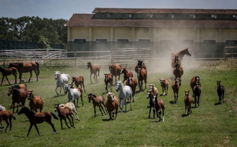 TİGEM'de 'atlar kaçtı' müdür koltuğundan oldu!